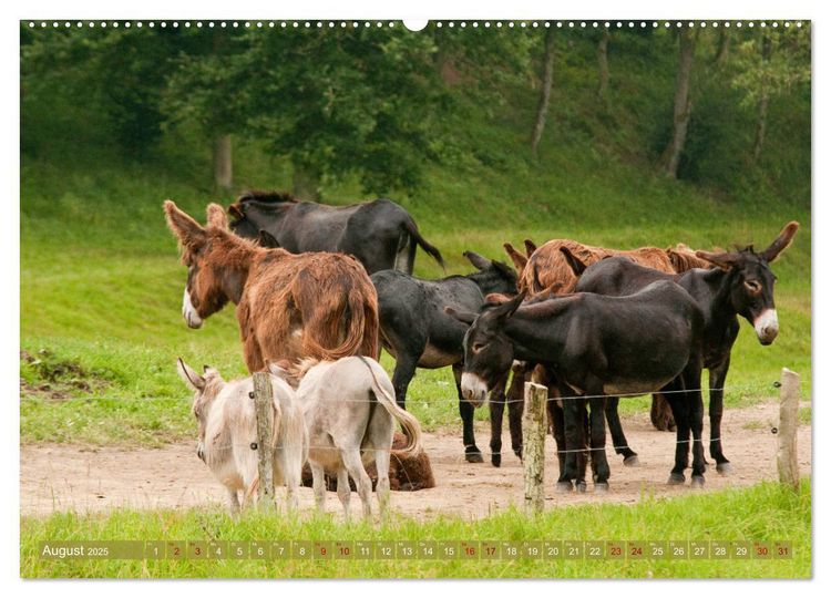 Produktbild: Bulgarische Gro&szlig;esel - Schwarze Sch&ouml;nheiten (hochwertiger Premium Wandkalender 2025 DIN A2 quer), Kunstdruck in Hochglanz
