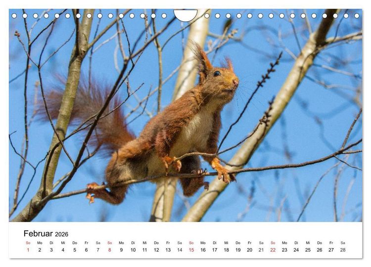 Produktbild: Eichh&ouml;rnchen - Kleine Kobolde im Roten Pelz (Wandkalender 2026 DIN A4 quer), CALVENDO Monatskalender