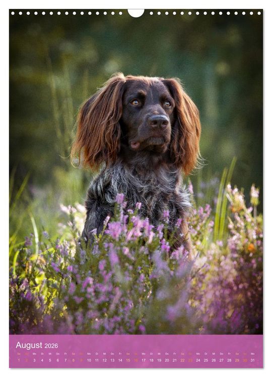 Produktbild: Deutsch Langhaar Butz - Jagdhund mit Passion und Herzblut (Wandkalender 2026 DIN A3 hoch), CALVENDO Monatskalender