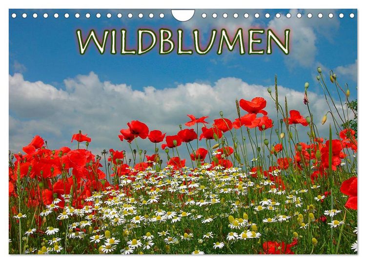 Produktbild: Wildblumen 2026 (Wandkalender 2026 DIN A4 quer), CALVENDO Monatskalender