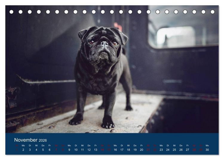 Produktbild: Diesel - ein mopsiges Leben (Tischkalender 2026 DIN A5 quer), CALVENDO Monatskalender