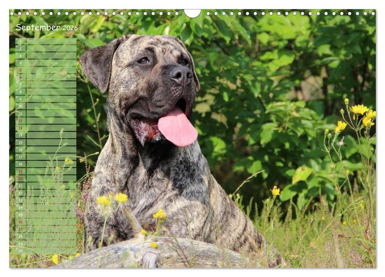 Produktbild: Dogo Canario (Wandkalender 2026 DIN A3 quer), CALVENDO Monatskalender
