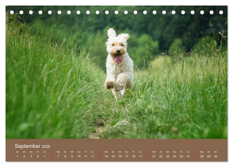 Produktbild: Pudel (Tischkalender 2026 DIN A5 quer), CALVENDO Monatskalender
