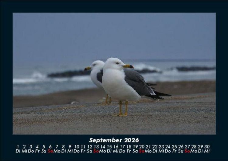 Produktbild: M&ouml;wen 2026 Fotokalender DIN A5
