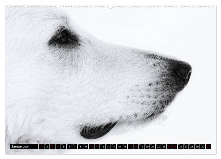 Produktbild: Wei&szlig;e Sch&auml;ferhunde in sch&ouml;nen Landschaften (hochwertiger Premium Wandkalender 2026 DIN A2 quer), Kunstdruck in Hochglanz