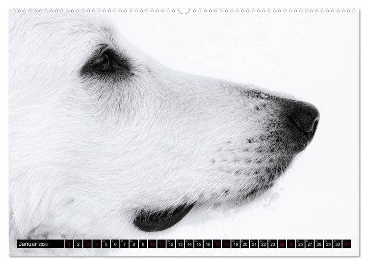 Produktbild: Wei&szlig;e Sch&auml;ferhunde in sch&ouml;nen Landschaften (Wandkalender 2026 DIN A2 quer), CALVENDO Monatskalender