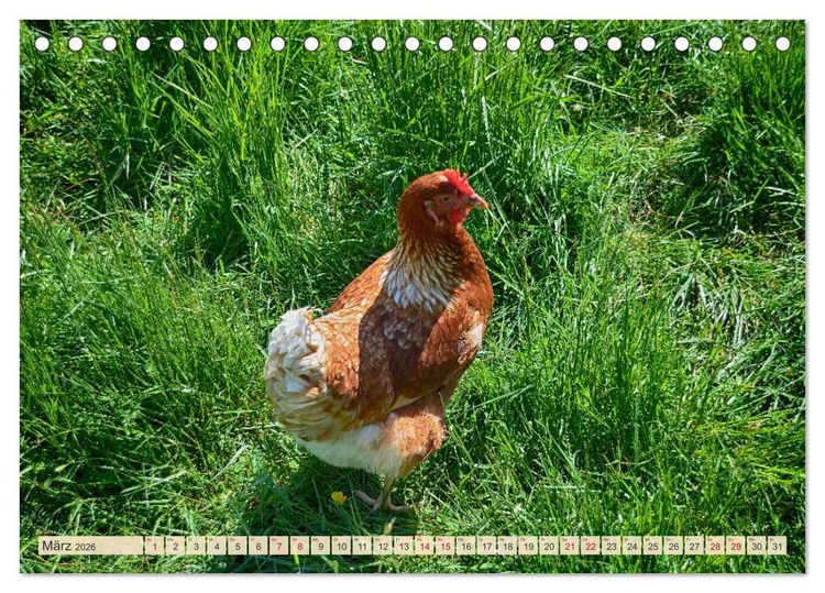 Produktbild: Charmante H&uuml;hner (Tischkalender 2026 DIN A5 quer), CALVENDO Monatskalender