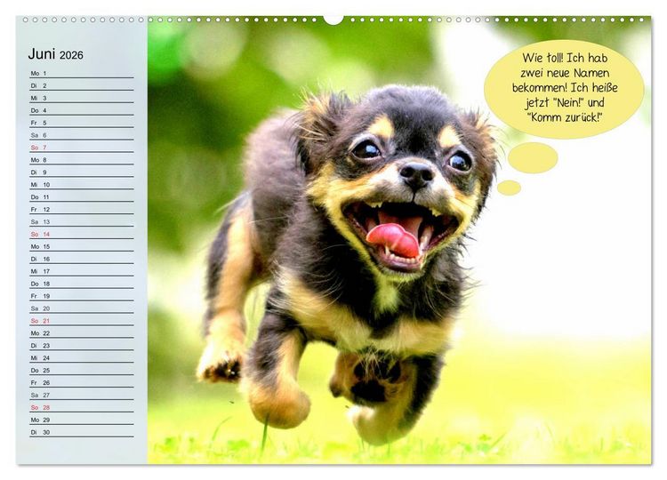 Produktbild: Hurra! Wir gehen Gassi! Abenteuer mit dem Hund! (Wandkalender 2026 DIN A2 quer), CALVENDO Monatskalender
