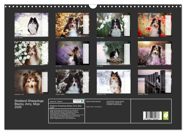 Produktbild: Shetland Sheepdogs Blacky, Anry, Mojo 2026 (Wandkalender 2026 DIN A3 quer), CALVENDO Monatskalender