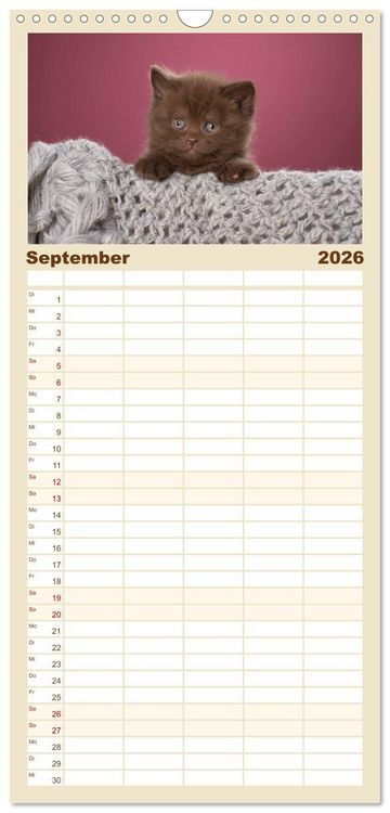 Produktbild: Familienplaner 2026 - Die Britisch Kurzhaar Katze mit 5 Spalten (Wandkalender, 21 x 45 cm) CALVENDO