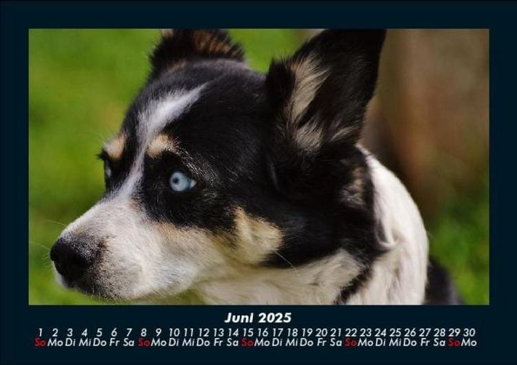 Produktbild: Hundezauber 2025 Fotokalender DIN A5