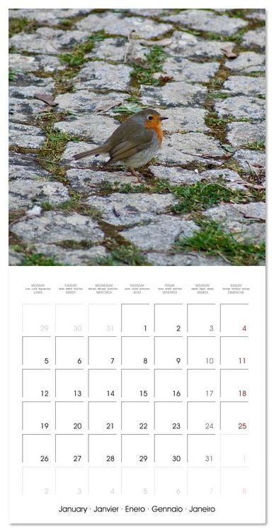 Produktbild: WILD GARDEN ANIMALS (Wall Calendar 2026 12 &times; 12 Inch) CALVENDO 12 Month Wall Calendar