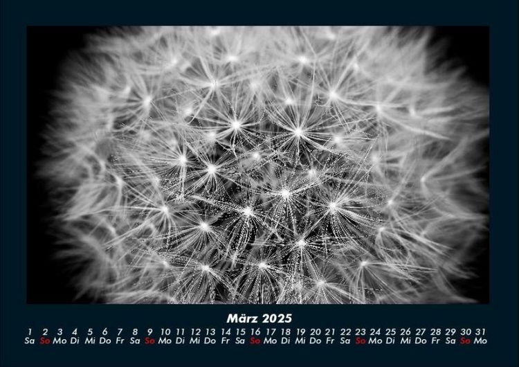 Produktbild: Blumentr&auml;ume 2025 Fotokalender DIN A4