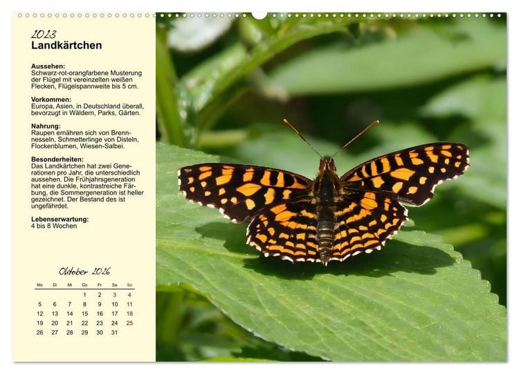 Produktbild: Insekt des Jahres (hochwertiger Premium Wandkalender 2026 DIN A2 quer), Kunstdruck in Hochglanz