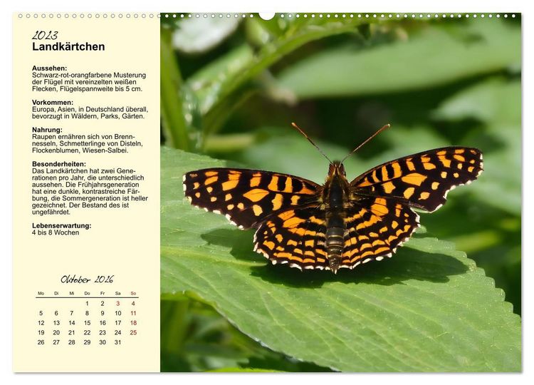 Produktbild: Insekt des Jahres (Wandkalender 2026 DIN A2 quer), CALVENDO Monatskalender