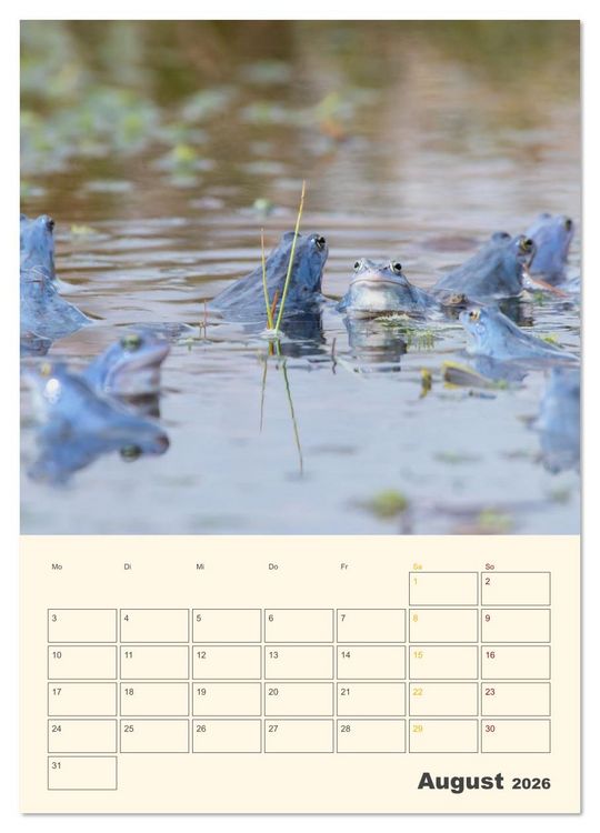 Produktbild: Moorfrosch Geheimnisse &ndash; Farben, Flirts & Froschkonzerte - Tanja Riedel (Wandkalender 2026 DIN A4 hoch), CALVENDO Monatskalender