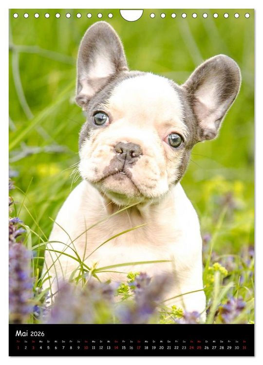 Produktbild: Franz&ouml;sische Bulldoggen - Eine Bully Liebeserk&auml;rung (Wandkalender 2026 DIN A4 hoch), CALVENDO Monatskalender
