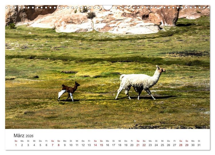 Produktbild: Lamas und Alpakas - Die weichen Neuweltkamele. (Wandkalender 2026 DIN A3 quer), CALVENDO Monatskalender