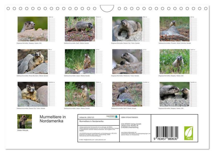 Produktbild: Murmeltiere in Nordamerika (Wandkalender 2026 DIN A4 quer), CALVENDO Monatskalender