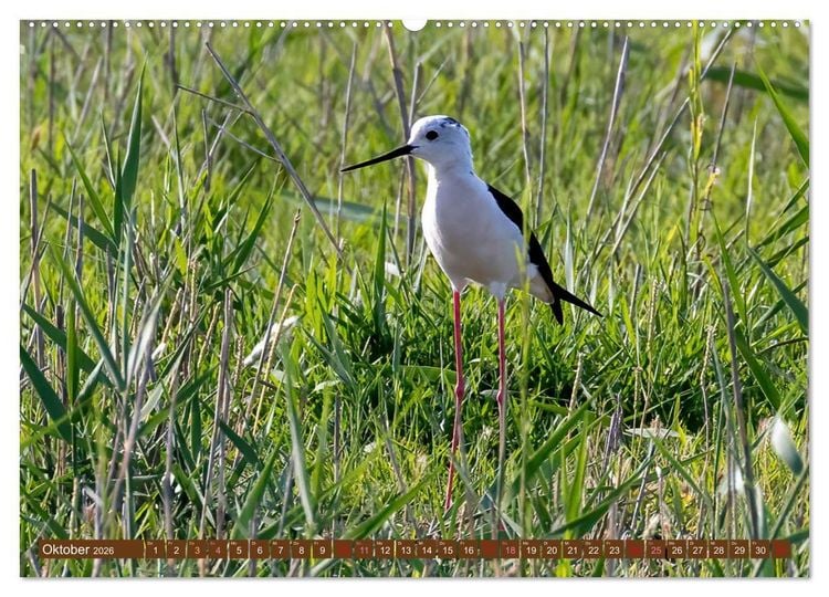 Produktbild: Die Vogelwelt der Camargue (hochwertiger Premium Wandkalender 2026 DIN A2 quer), Kunstdruck in Hochglanz