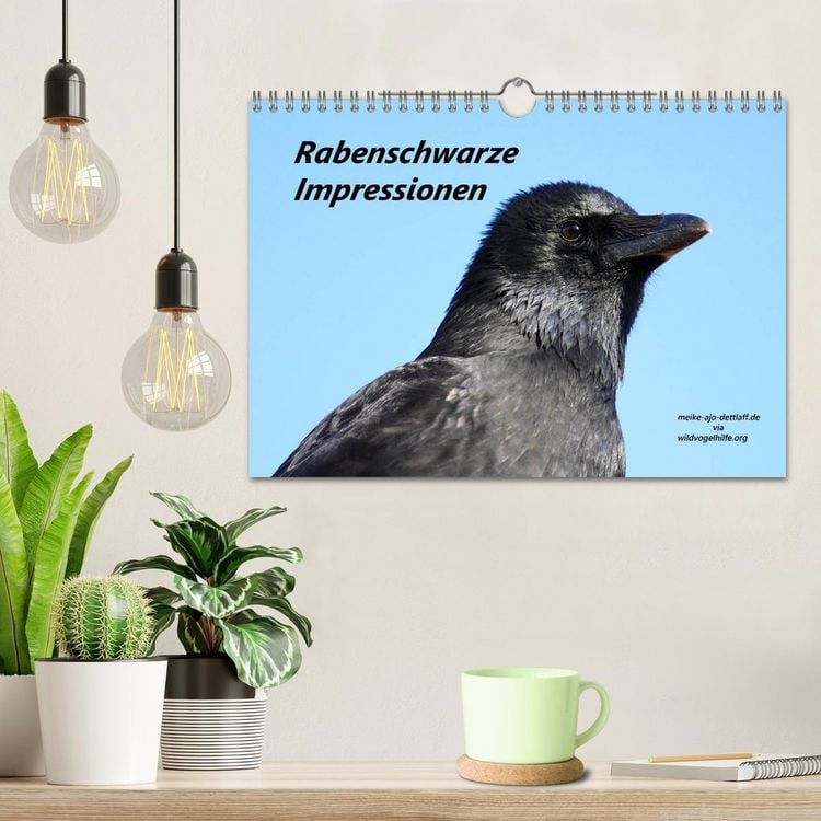 Produktbild: Rabenschwarze Impressionen - meike-ajo-dettlaff.de via wildvogelhlfe.org (Wandkalender 2026 DIN A4 quer), CALVENDO Monatskalender