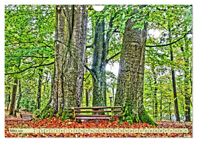 Produktbild: Verwunschene Waldtr&auml;ume: Ein Kalender voller Magie (Wandkalender 2026 DIN A4 quer), CALVENDO Monatskalender