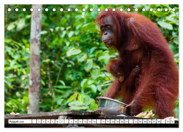 Produktbild: Orang Utans von Borneo Tierkalender 2026 (Tischkalender 2026 DIN A5 quer), CALVENDO Monatskalender