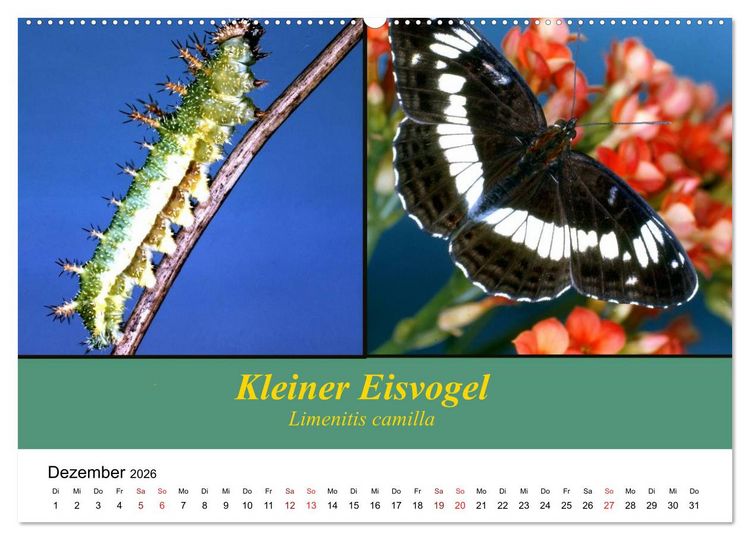 Produktbild: Zwei Leben, Raupe und Schmetterling (Wandkalender 2026 DIN A2 quer), CALVENDO Monatskalender