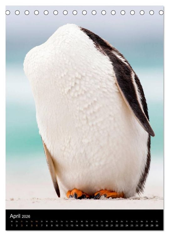Produktbild: Hallo Pinguin (Tischkalender 2026 DIN A5 hoch), CALVENDO Monatskalender