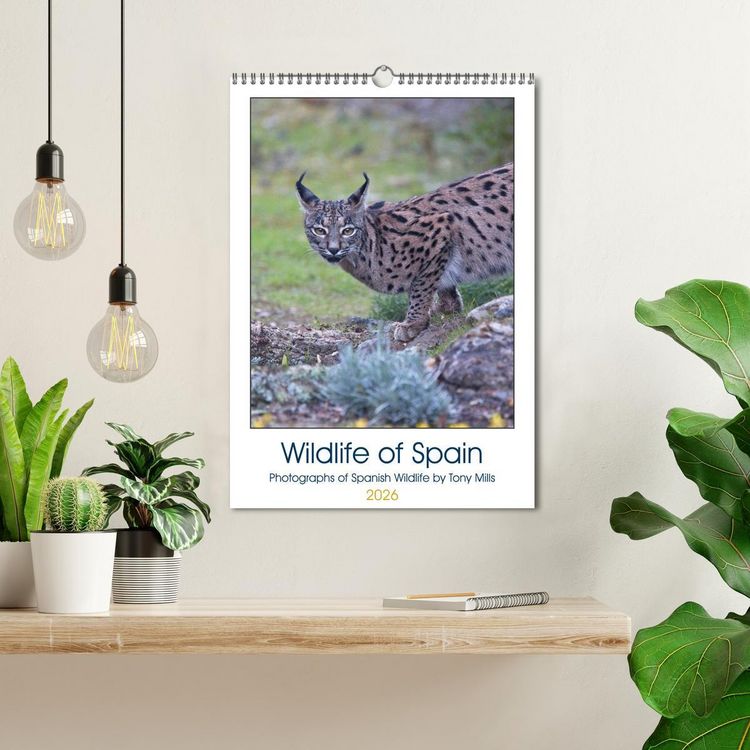 Produktbild: Wildlife of Spain (Wall Calendar 2026 DIN A3 portrait), CALVENDO 12 Month Wall Calendar