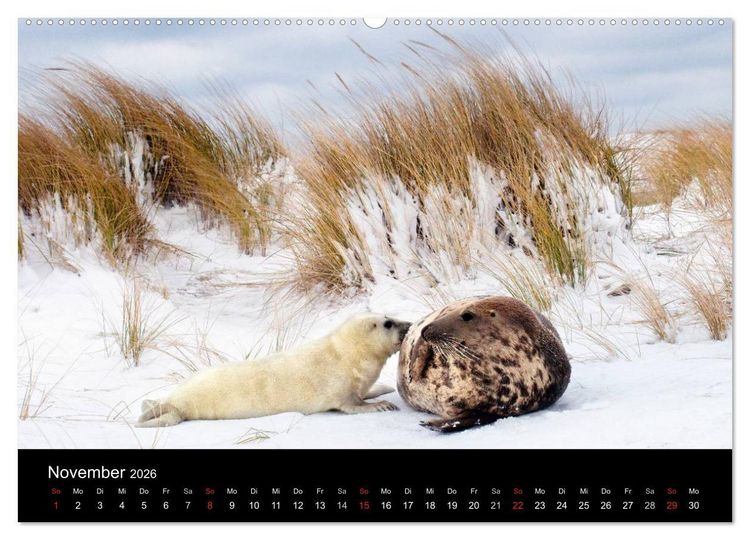 Produktbild: Faszination Kegelrobben und Seehunde 2026 (Wandkalender 2026 DIN A2 quer), CALVENDO Monatskalender