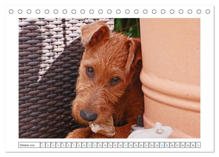 Produktbild: Chiara, ein junger Irish Terrier (Tischkalender 2026 DIN A5 quer), CALVENDO Monatskalender
