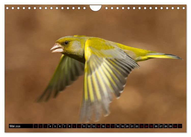 Produktbild: V&ouml;gel aus dem Garten (Wandkalender 2026 DIN A4 quer), CALVENDO Monatskalender