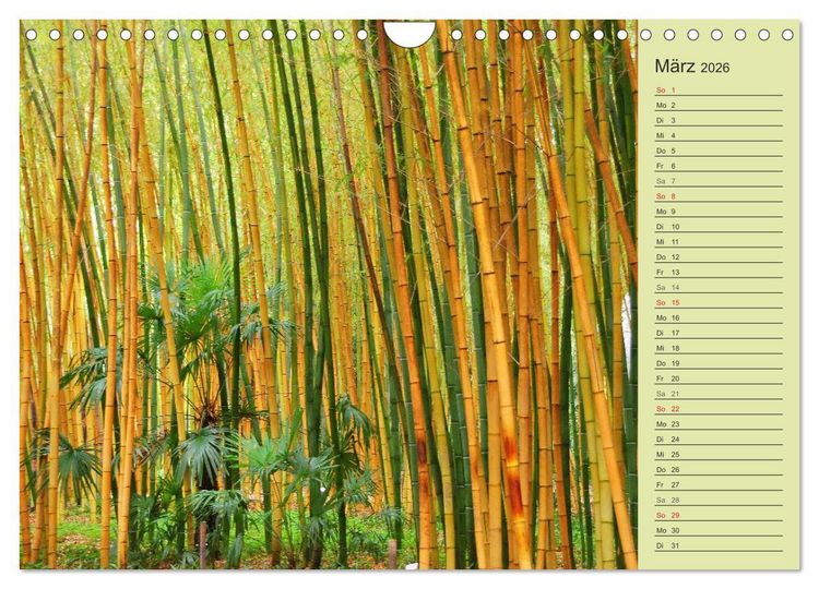 Produktbild: BAMBUS (Wandkalender 2026 DIN A4 quer), CALVENDO Monatskalender