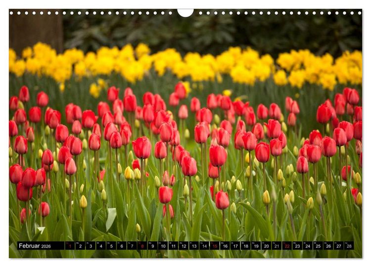 Produktbild: Tulpen (Wandkalender 2026 DIN A3 quer), CALVENDO Monatskalender