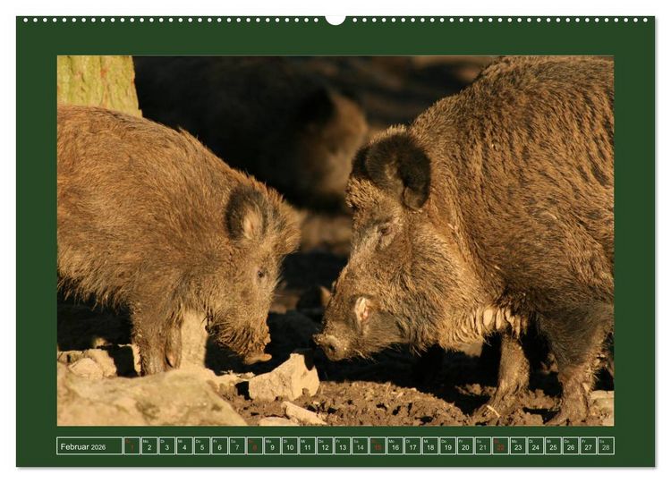 Produktbild: Schweinkram - Die Wildschweine sind los (hochwertiger Premium Wandkalender 2026 DIN A2 quer), Kunstdruck in Hochglanz