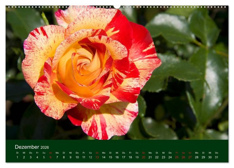 Produktbild: Blumen und Bl&uuml;ten (hochwertiger Premium Wandkalender 2026 DIN A2 quer), Kunstdruck in Hochglanz