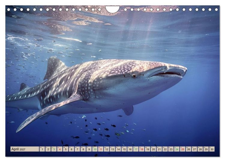 Produktbild: Gro&szlig;tiere - Weltweit (Wandkalender 2027 DIN A4 quer), CALVENDO Monatskalender