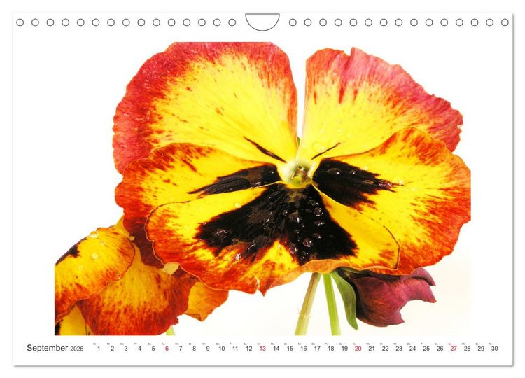 Produktbild: Veilchengew&auml;chse - Stiefm&uuml;tterchen und Hornveilchen (Wandkalender 2026 DIN A4 quer), CALVENDO Monatskalender