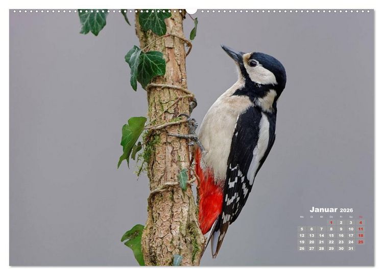 Produktbild: Echte Spechte (hochwertiger Premium Wandkalender 2026 DIN A2 quer), Kunstdruck in Hochglanz