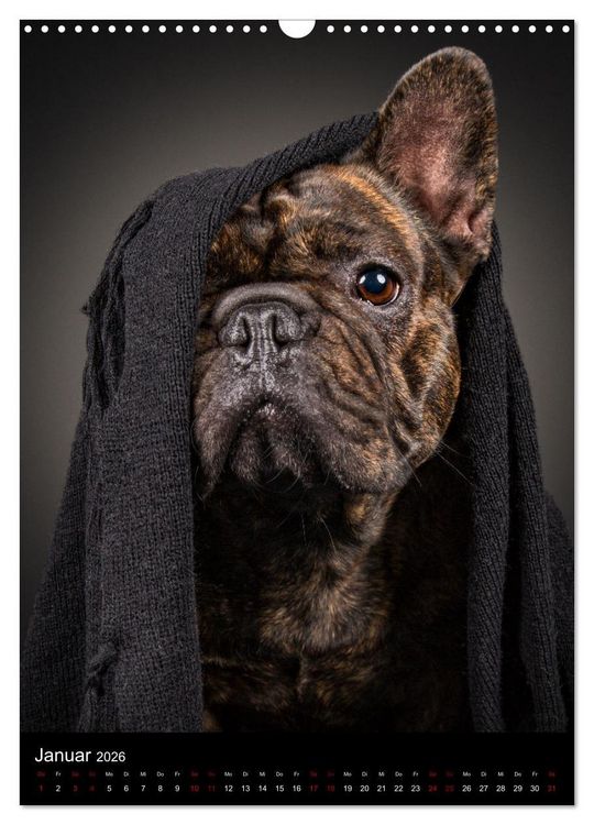 Produktbild: Bullyzauber - Franz&ouml;sische Bulldoggen (Wandkalender 2026 DIN A3 hoch), CALVENDO Monatskalender