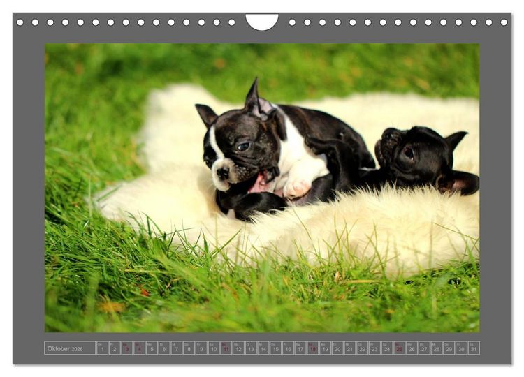 Produktbild: Franz&ouml;sische Bulldoggen (Wandkalender 2026 DIN A4 quer), CALVENDO Monatskalender