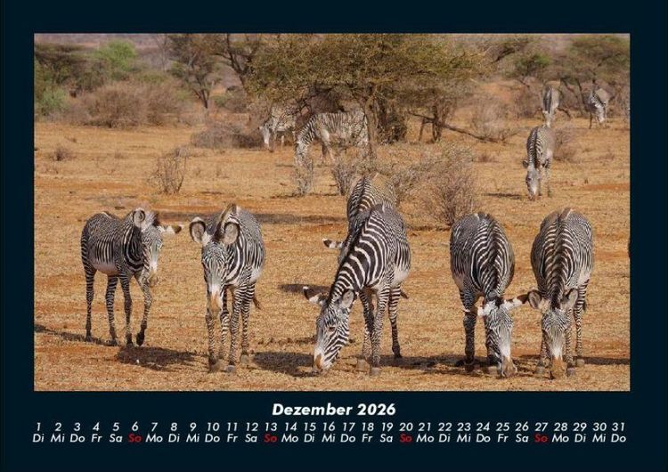Produktbild: Zebrazauber 2026 Fotokalender DIN A4