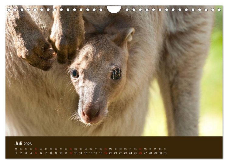 Produktbild: Beuteltiere Australiens (Wandkalender 2026 DIN A4 quer), CALVENDO Monatskalender