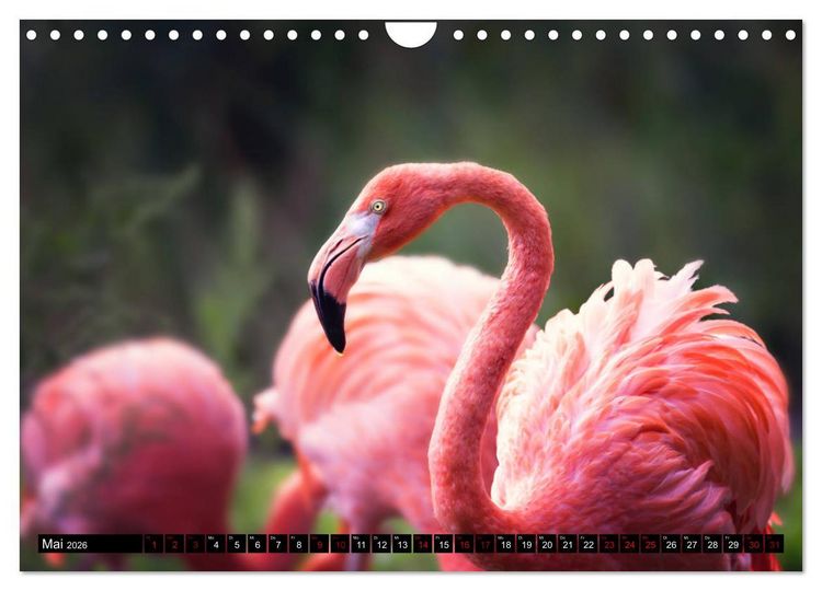 Produktbild: Wild Animals - Wilde Tiere (Wandkalender 2026 DIN A4 quer), CALVENDO Monatskalender