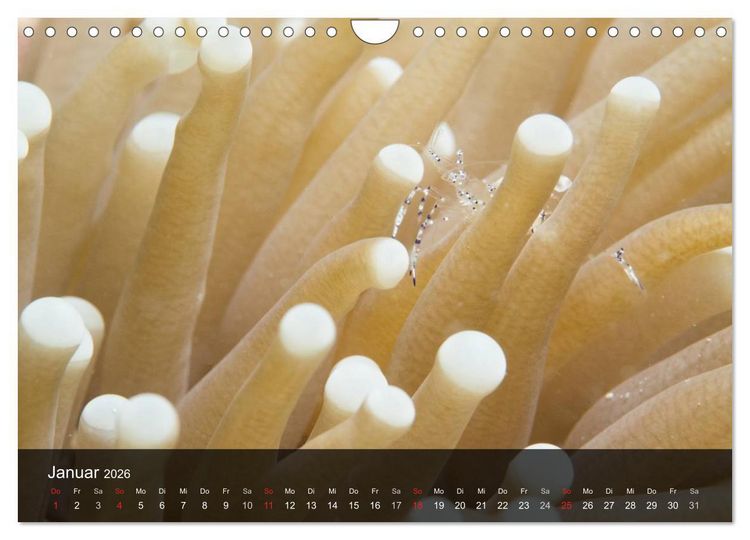 Produktbild: Unterwasser Strukuren (Wandkalender 2026 DIN A4 quer), CALVENDO Monatskalender
