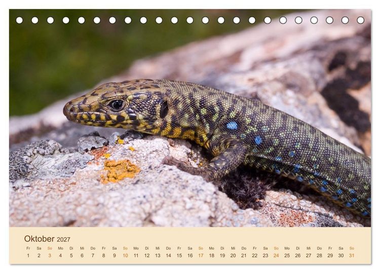 Produktbild: Eidechsen Europas (Tischkalender 2027 DIN A5 quer), CALVENDO Monatskalender