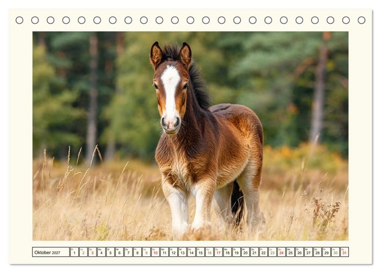 Produktbild: Irish Tinker Liebe. Der robuste Charme der Gypsy Cobs (Tischkalender 2027 DIN A5 quer), CALVENDO Monatskalender