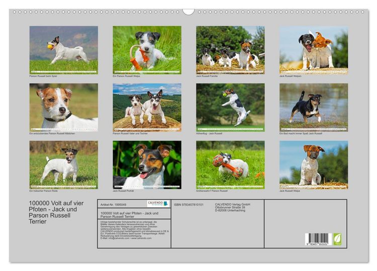 Produktbild: 100000 Volt auf vier Pfoten - Jack und Parson Russell Terrier (Wandkalender 2026 DIN A2 quer), CALVENDO Monatskalender