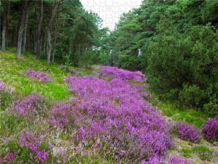 Produktbild: CALVENDO Puzzle Heidelandschaft in D&auml;nemark | 1000 Teile Lege-Gr&ouml;&szlig;e 64x48cm Foto-Puzzle f&uuml;r gl&uuml;ckliche Stunden